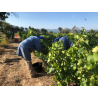 Louange, Abbaye Notre Dame de Fidélité, coteaux d’Aix en Provence 2021 de Vins & Spiritueux