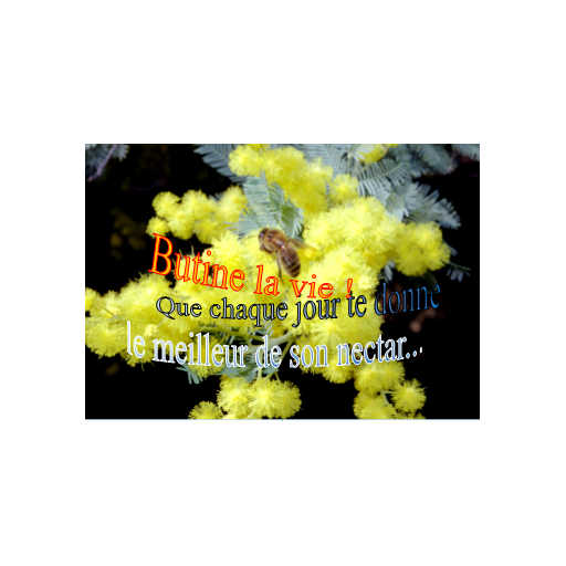 Carte de voeux de Carterie