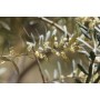 Savon olive-lavandin, 150 gr