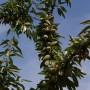 Amandes du verger de l'abbaye 400g